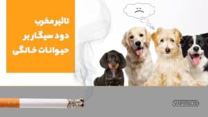 تاثیر سیگار بر حیوانات خانگی چیست؟